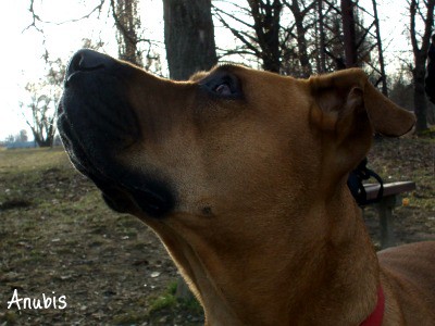 Cane corso